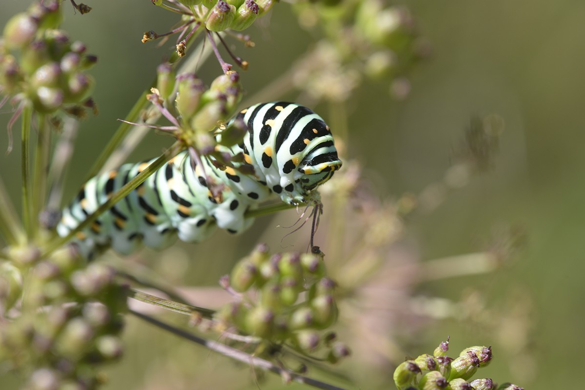 Papilio machaon, larve