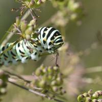 Papilio machaon, larve