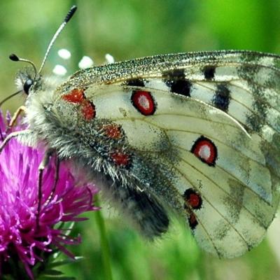 Parnassius apollo mâle