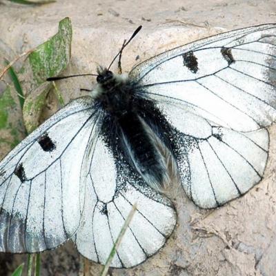 Parnassius mnemosyne femelle 