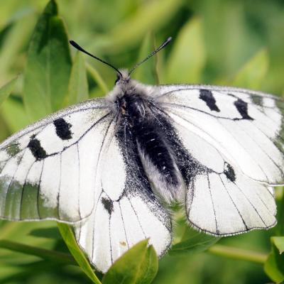 Parnassius mnemosyne femelle