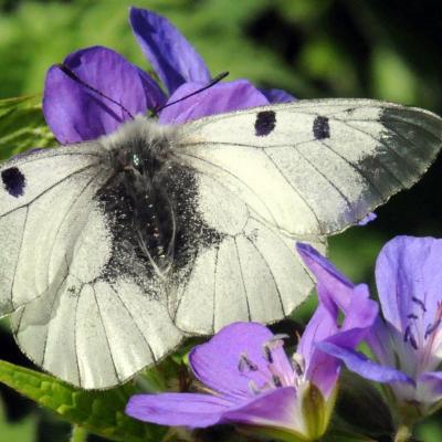 Parnassius mnemosyne femelle