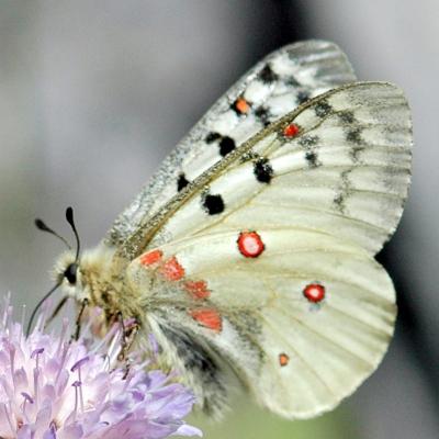 Parnassius phoebus mâle