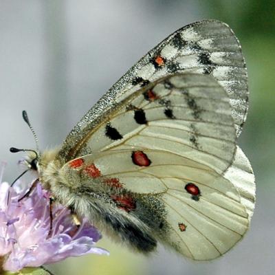 Parnassius phoebus mâle 