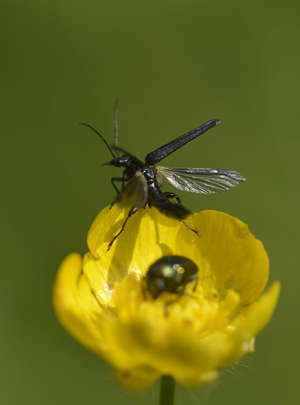 Oedemera virescens ♂ Coleoptera, Oedemeridae