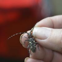 Monochamus sartor ♀- Coleoptera, Cerambycidae