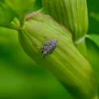 Issus coleoptratus Hemiptera Issidae