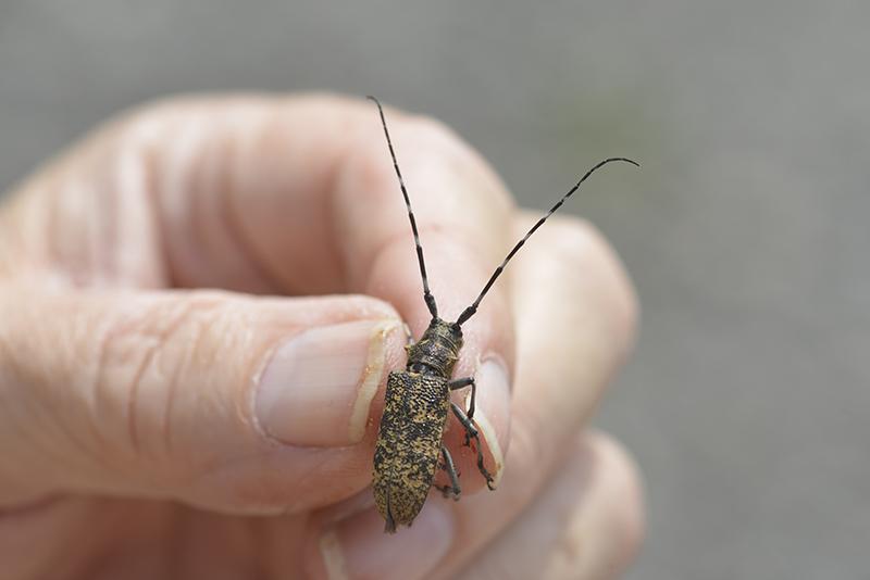 Monochamus sartor ♀ Coleoptera, Cerambycidae