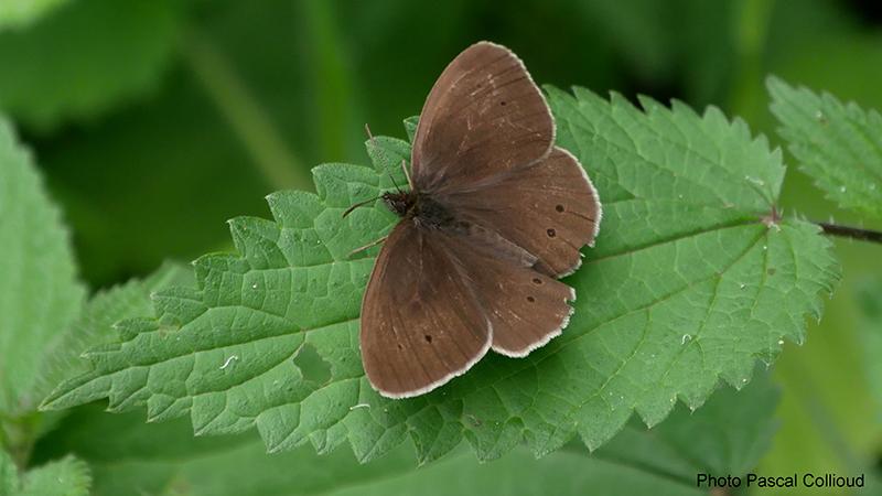 Erebia manto - Lepidoptera Nymphalidae
