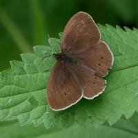 Erebia manto - Lepidoptera Nymphalidae