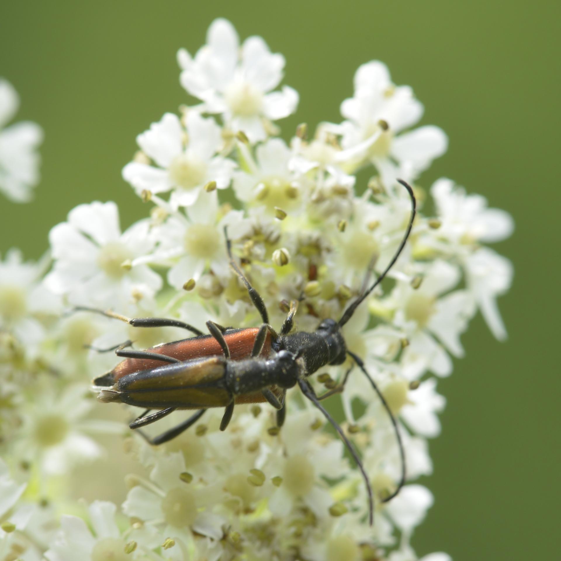 Anastrangalia sanguinolenta - Coleoptera Cerambycidae