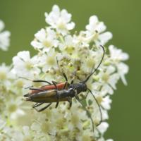 Anastrangalia sanguinolenta - Coleoptera Cerambycidae