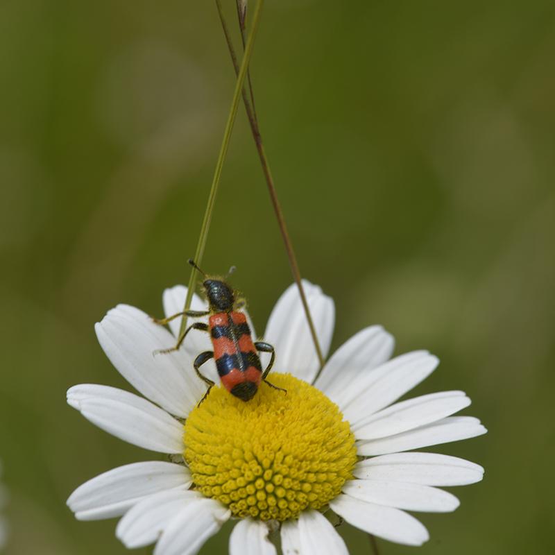 Trichodes apiarius - Coleoptera Cleridae