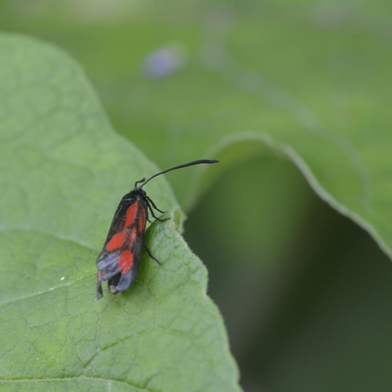 Zygaena osterodensis - Lepidoptera Zygaenidae