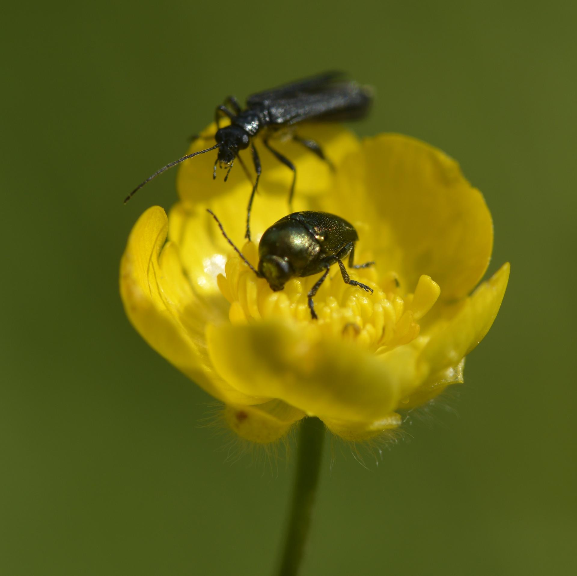 Oedemera virescens - Coleoptera,.Oedemeridae - Cryptocephalus sp. - C. Chrysomelidae