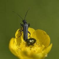 Oedemera virescens ♂ - Coleoptera, Oedemeridae