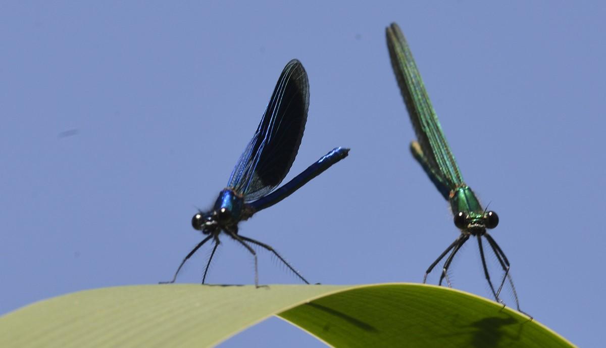 Calopteryx virgo et chalcolestes viridis marais de montfort crolles 38 11 vii 2021 vue 2 recadree