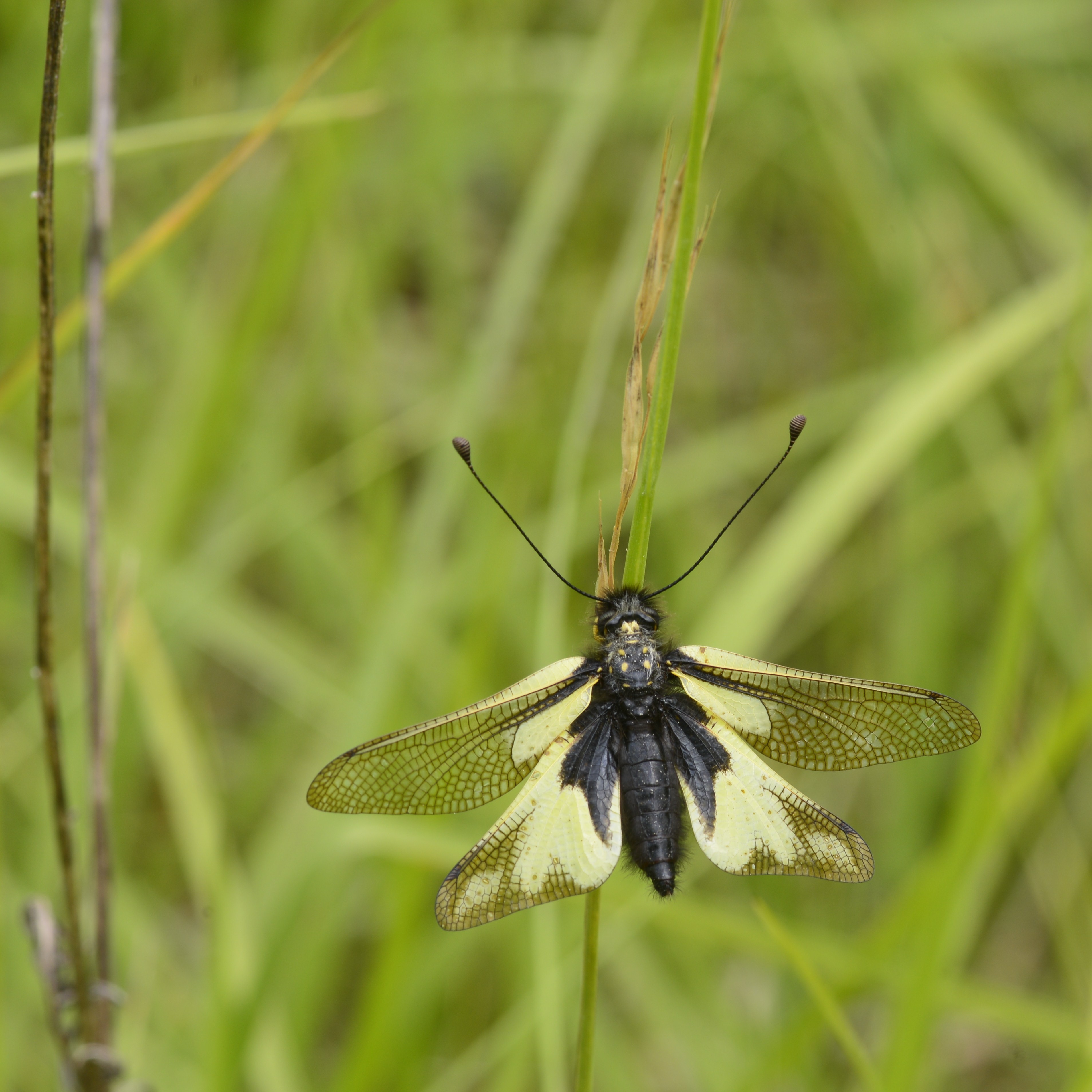 Libelloides coccajus