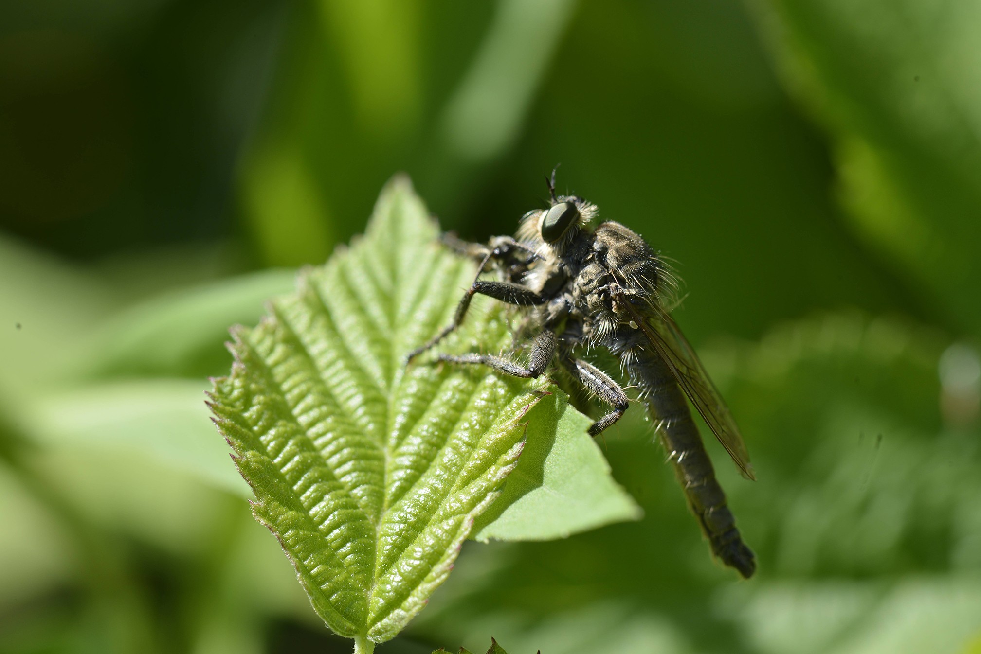 Laphria flava