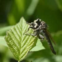 Laphria flava