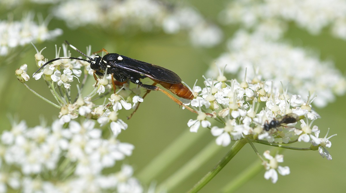Amblyjoppa fuscipennis