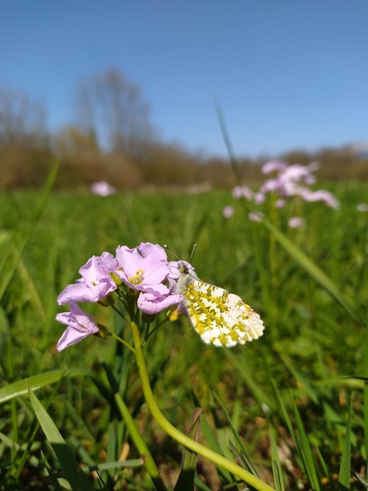 Anthocharis cardamines mâle