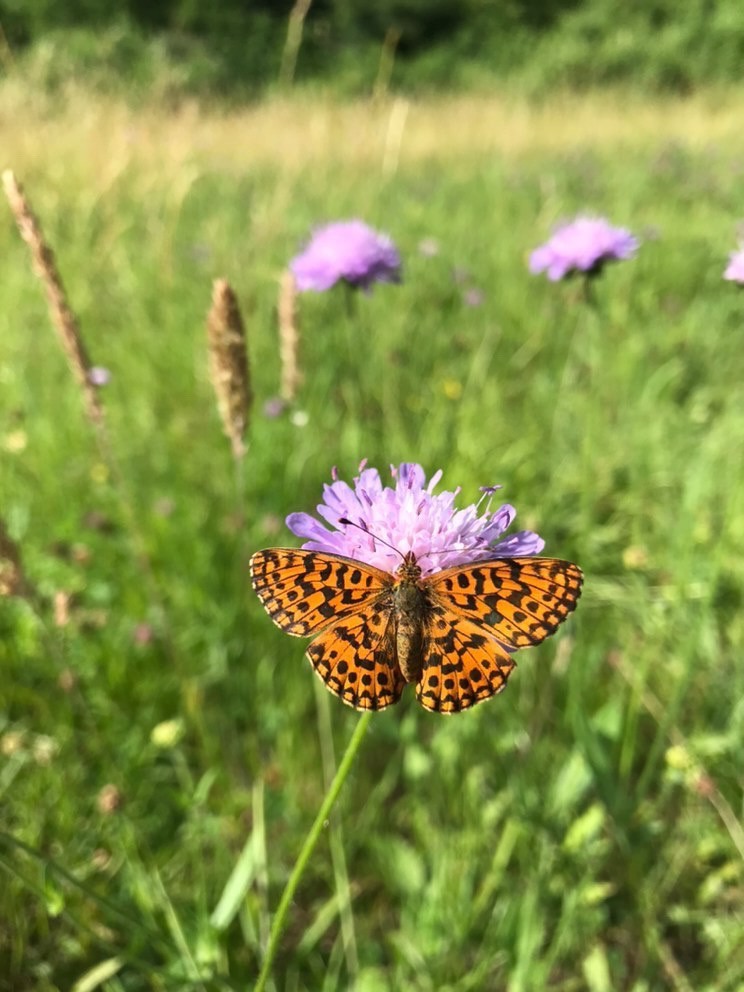 Boloria dia femelle 
