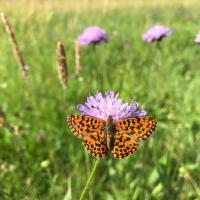Boloria dia femelle 