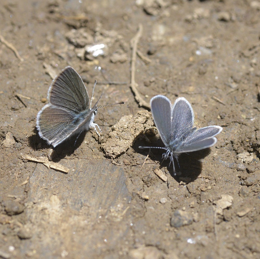 Cupido minimus