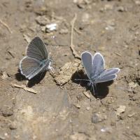Cupido minimus