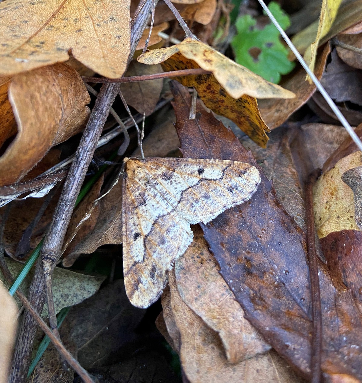 Erannis defoliaria mâle