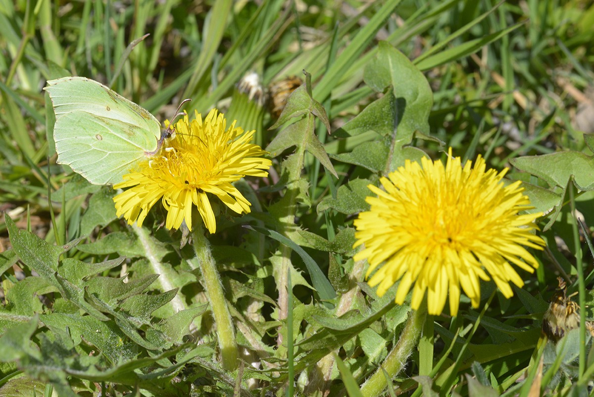 Gonepteryx rhamni