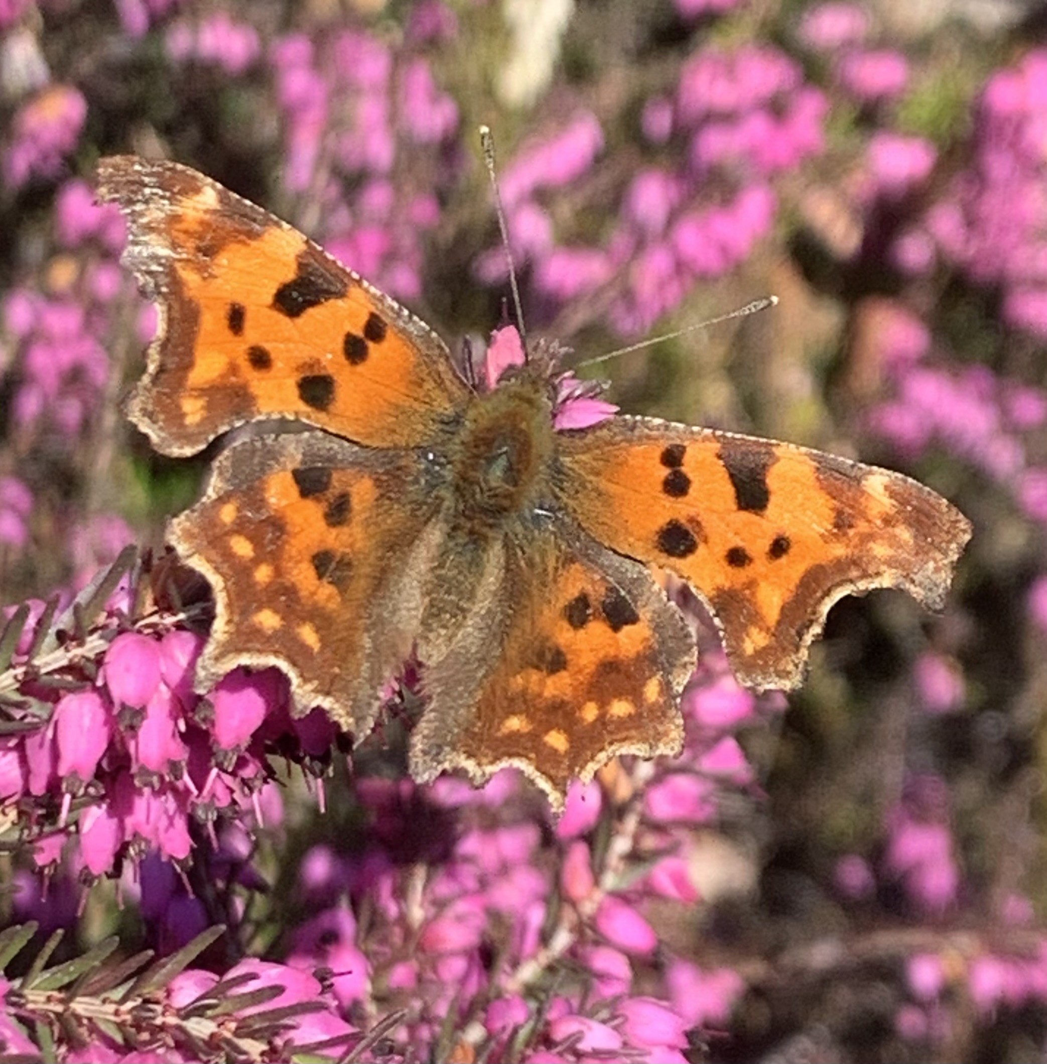 Polygonia c-album