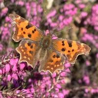 Polygonia c-album
