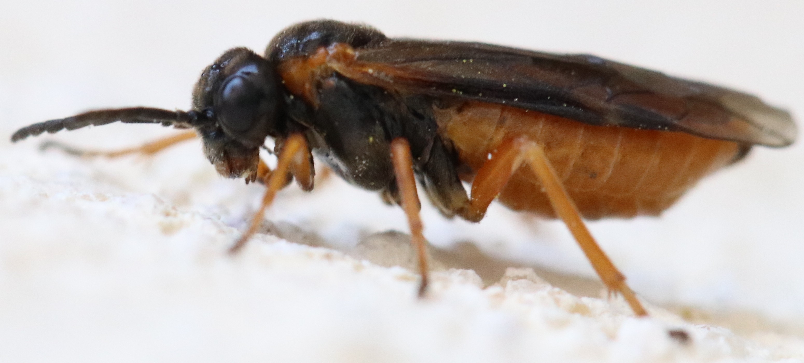 Selandria serva