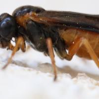 Selandria serva