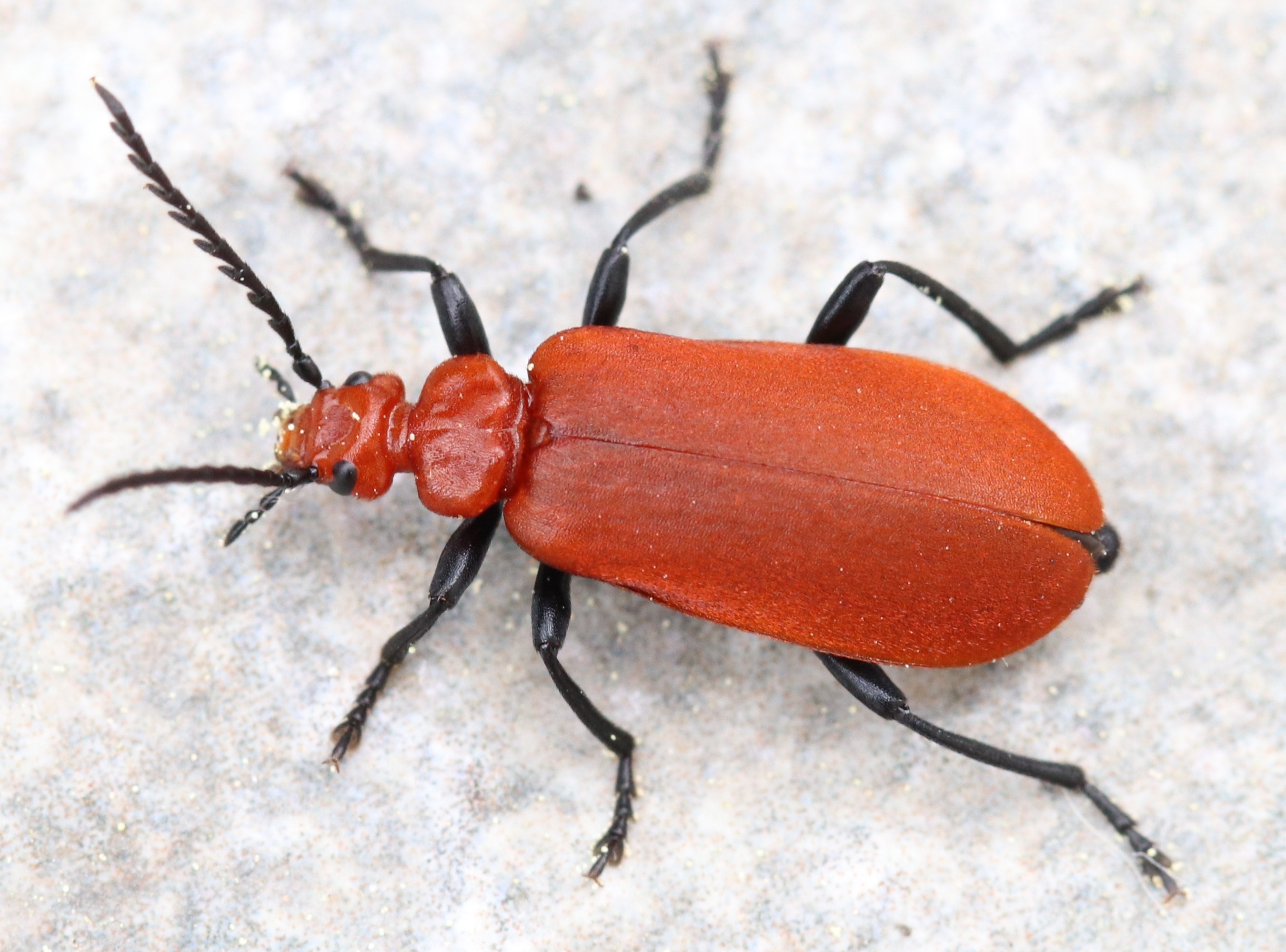 Pyrochroa Serraticornis