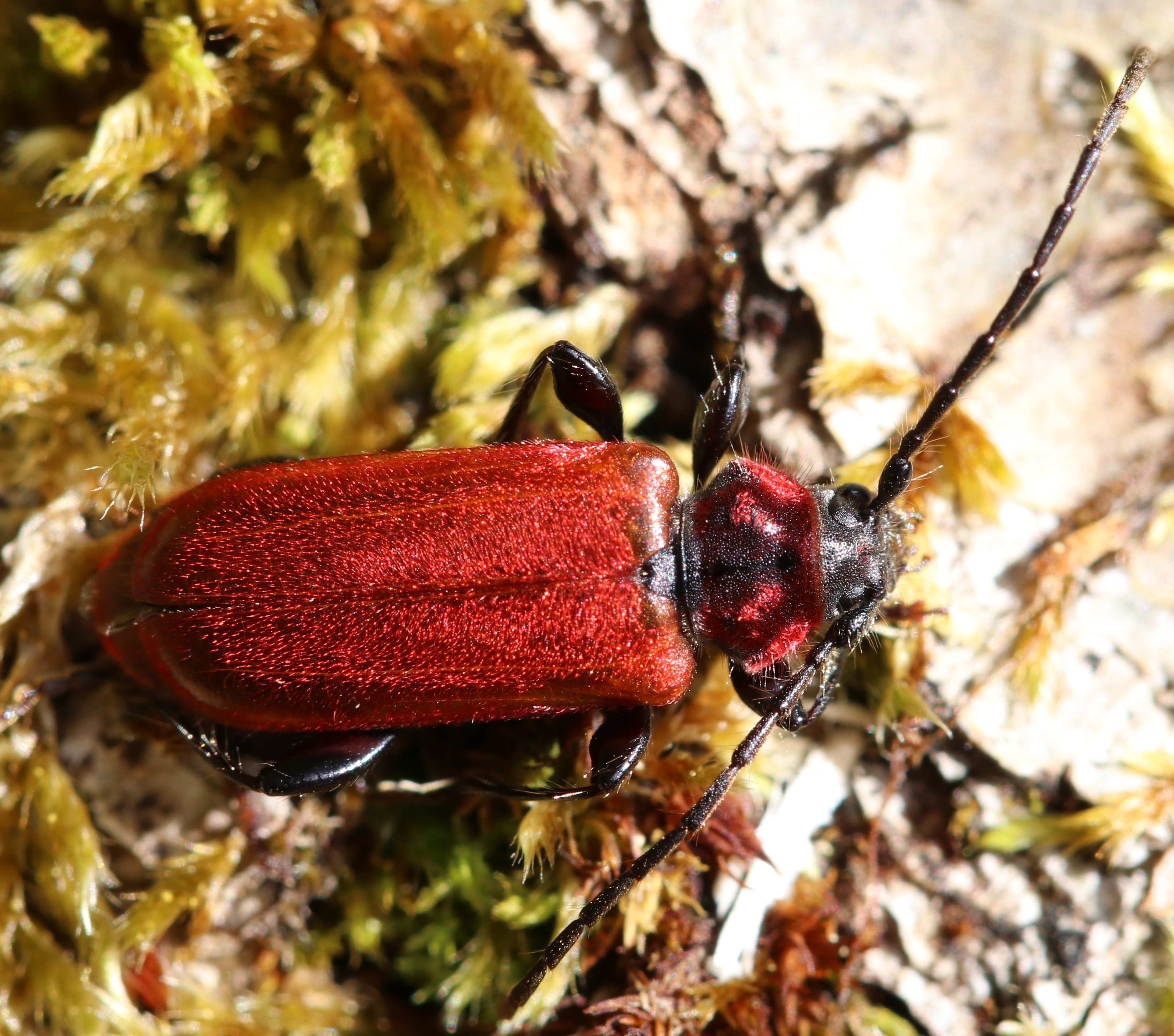 Pyrrhidium sanguineum