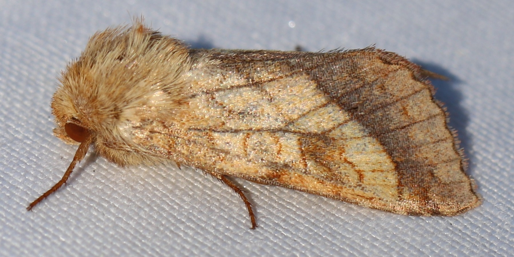 Pyrrhia umbra