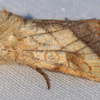 Pyrrhia umbra
