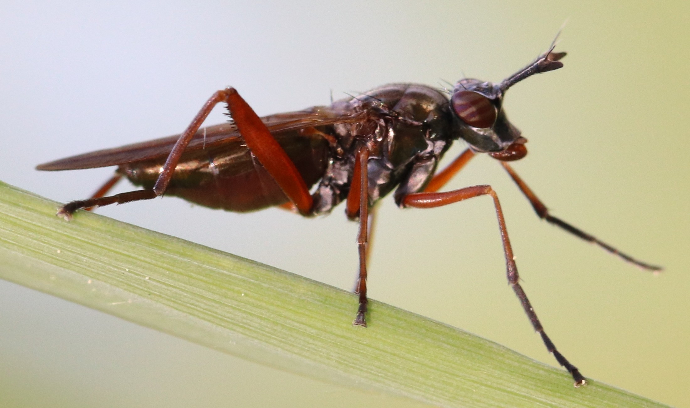 Sepedon sphegea