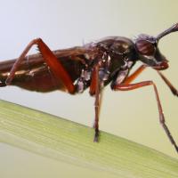 Sepedon sphegea