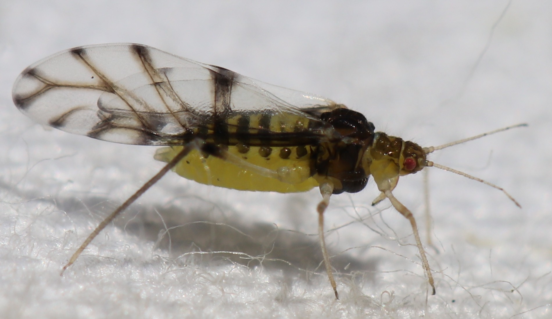 Panaphis juglandis