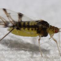 Panaphis juglandis
