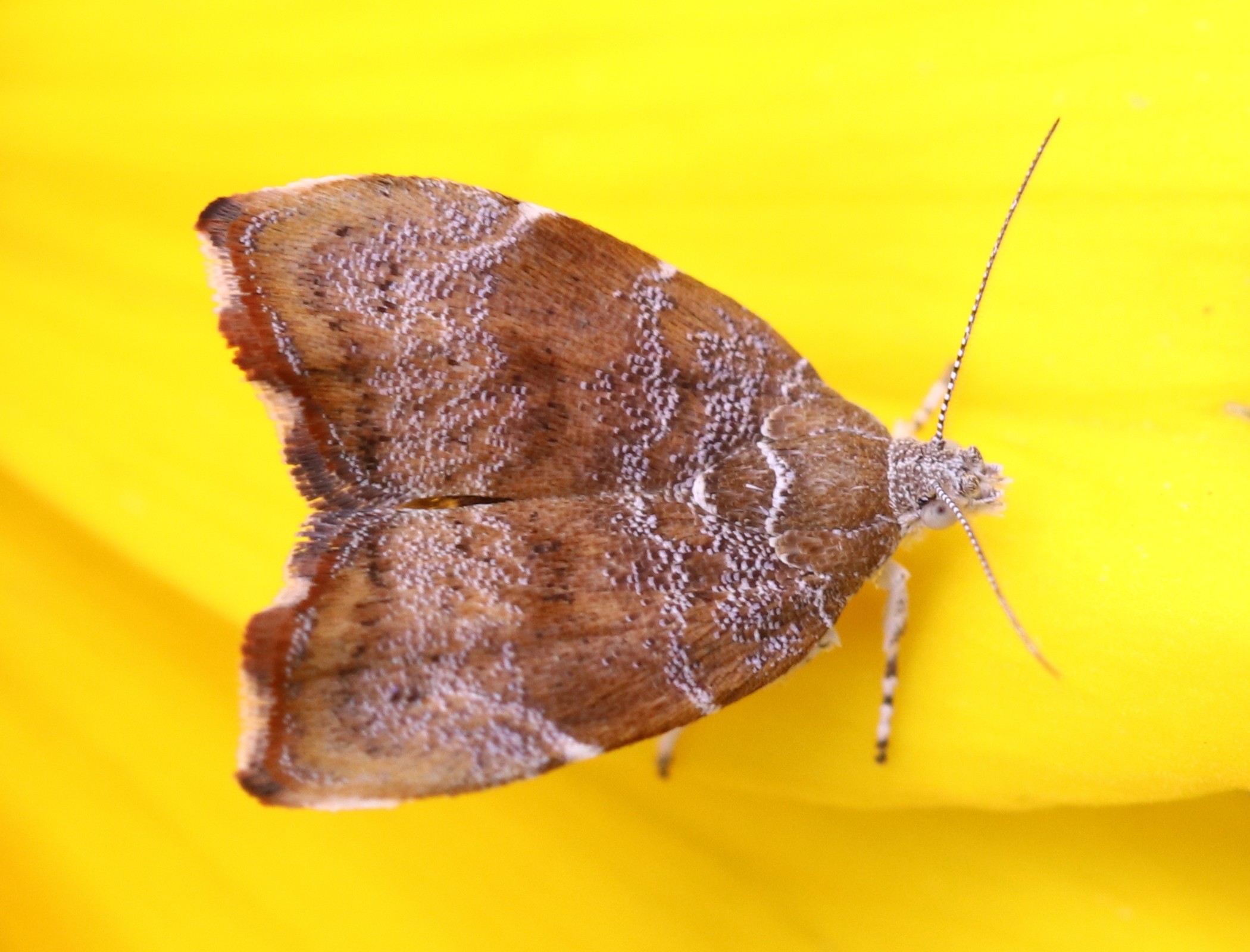 Choreutis nemorana