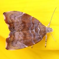 Choreutis nemorana