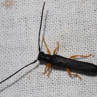 Oberea linearis