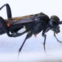 Macrophya blanda
