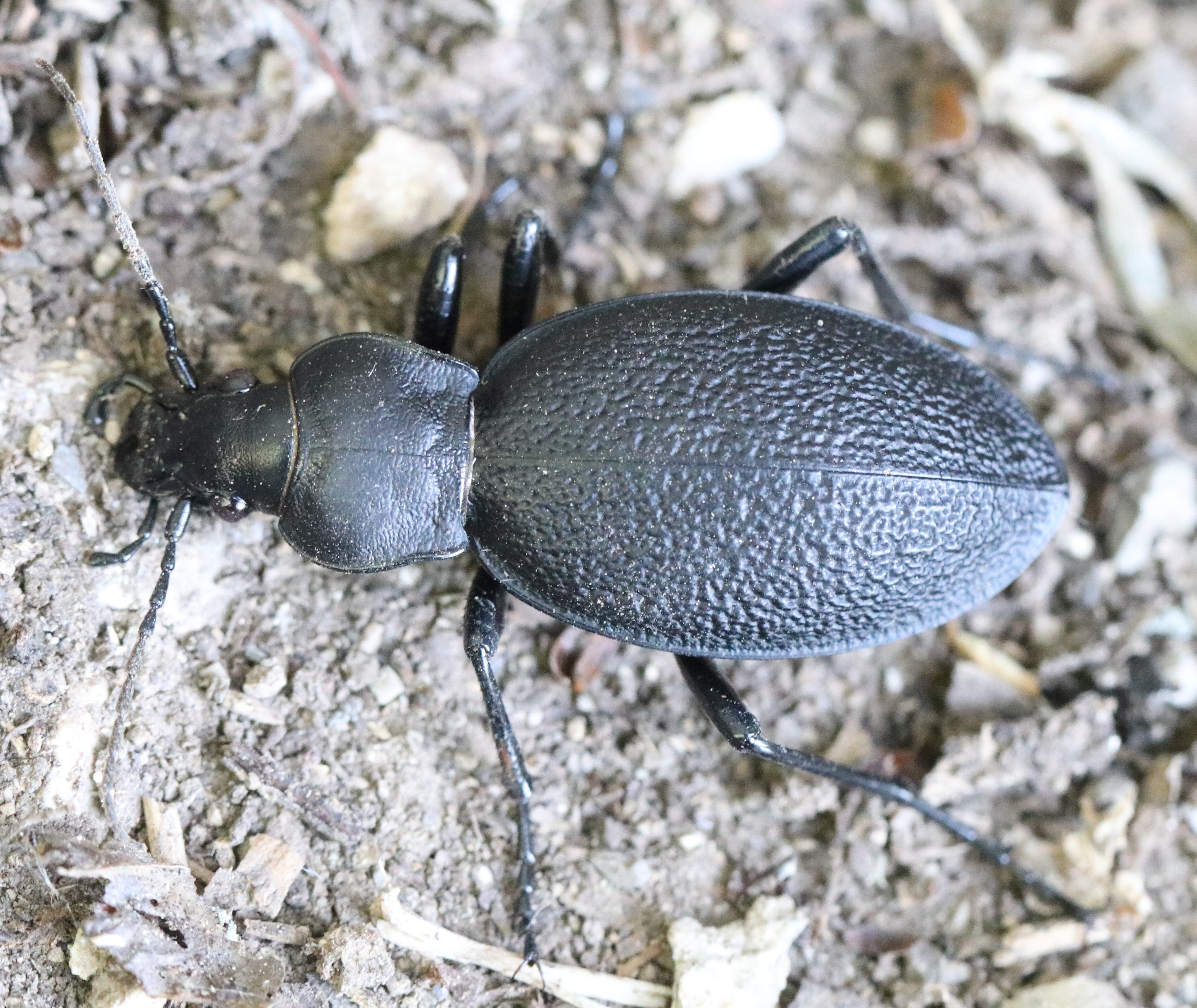 Carabus coriaceus