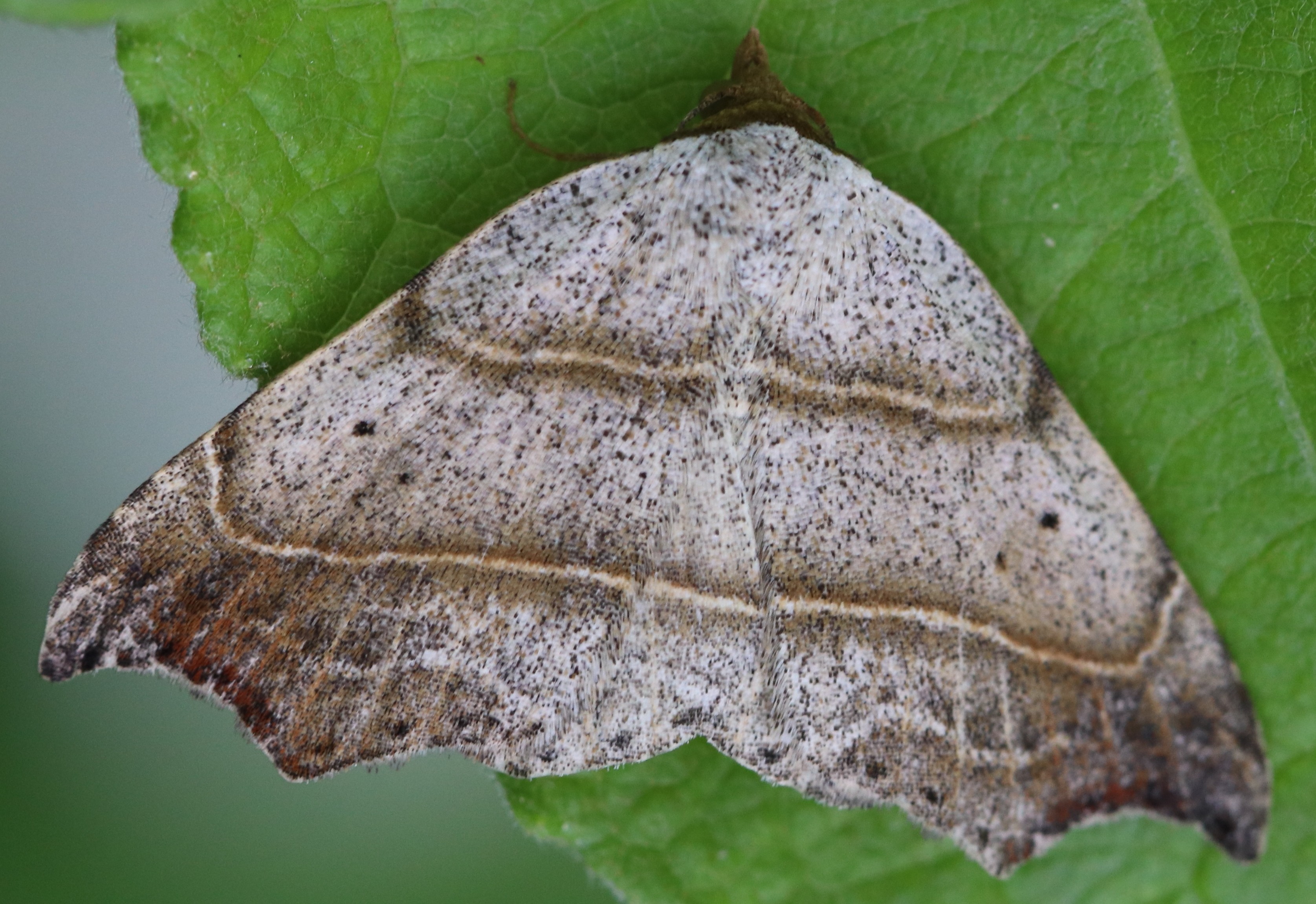 Laspeyria flexula